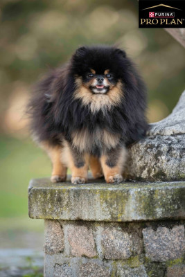 Étalon Spitz allemand - el oro mi Boss