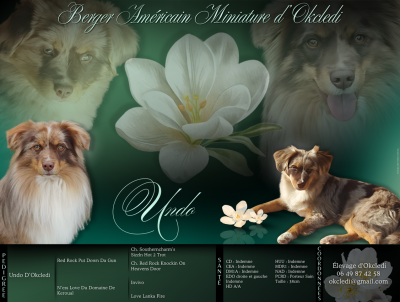 Étalon Berger Américain Miniature - Undo D'Okcledi