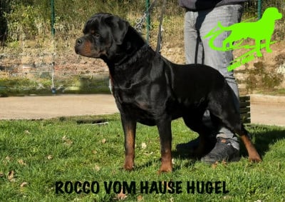 Étalon Rottweiler - Rocco Vom Hause Hugel