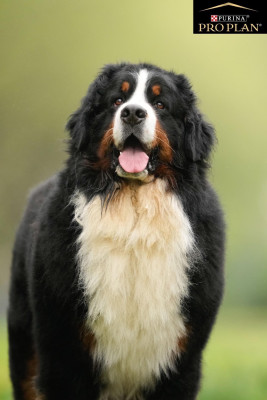 Étalon Bouvier Bernois - CH. Lucky luck dit shermann duch wrzosowisk