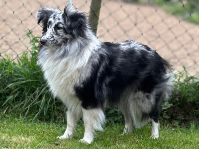 Étalon Shetland Sheepdog - Ully dite izis blue (Sans Affixe)