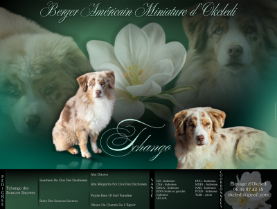 Étalon Berger Américain Miniature - Tchango Des sources sacrees