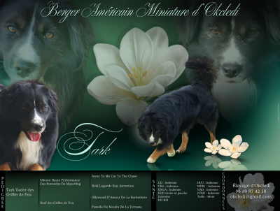 Étalon Berger Américain Miniature - Tark vador Des Griffes de Feu