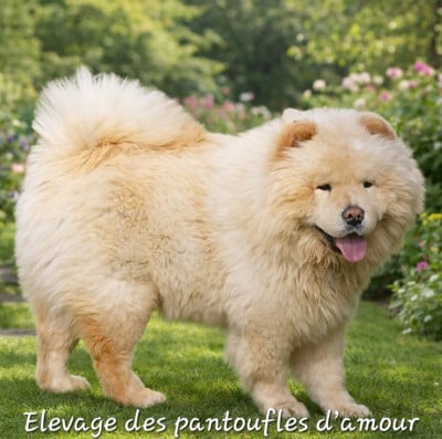 Étalon Chow Chow - Rina des pantoufles d'amour (Sans Affixe)