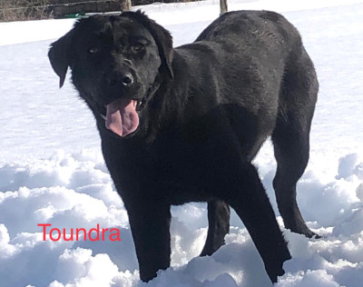 Étalon Labrador Retriever - « toundra » tiktok du domaine d'istrias