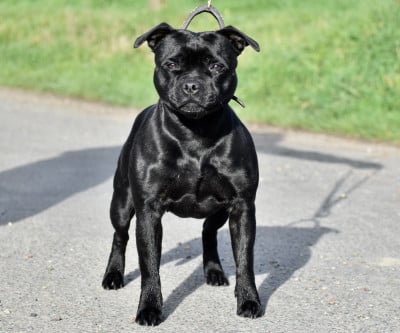 Étalon Staffordshire Bull Terrier - Skillstaff U'fuck me i'm famous