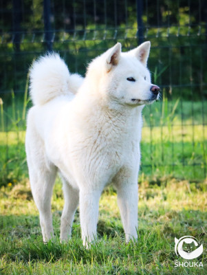 Étalon Akita - Umi Des Fideles Akita Ken