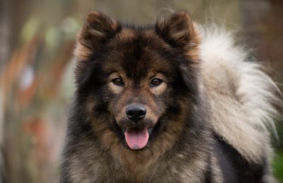 Étalon Eurasier - Ryuma Du Monde De Gaomi