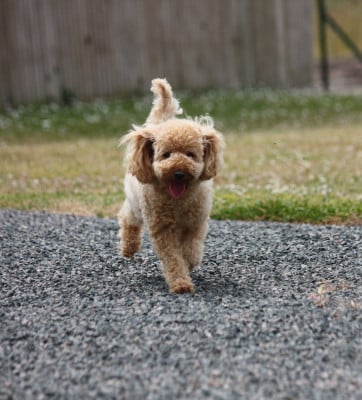 Étalon Caniche - Tiguane Du Domaine De La Vallée Heureuse