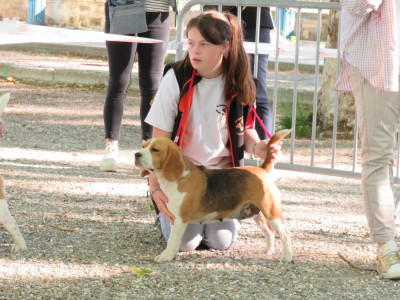Étalon Beagle - Scarlet Du Domaine Des Pattes Dorées