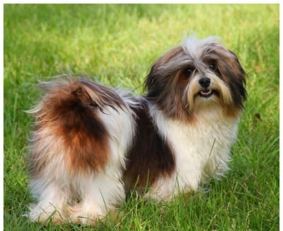 fantastic daydream's Miguel