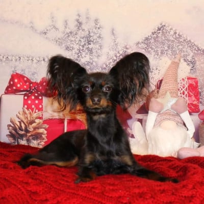 Infiniti iz valeri garden Poupee Russe