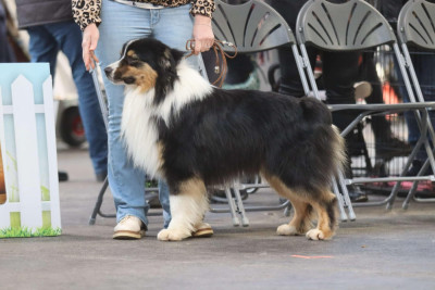 Étalon Berger Australien - Azzaro (Sans Affixe)