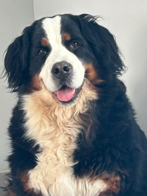 Étalon Bouvier Bernois - Thaina lane du clos de l'envolée sauvage