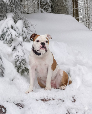 Étalon Bulldog continental - Usa'iris Du Domaine Du Grelot Perdu