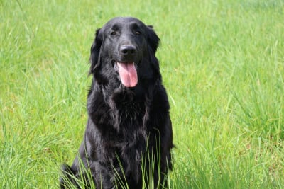 Étalon Flat Coated Retriever - Unique hapiness Du Domaine De Phoebapooros