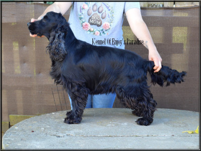 Étalon Cocker Spaniel Anglais - Undy des geants du bocage