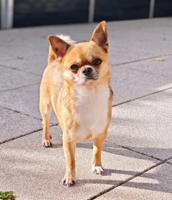 Étalon Chihuahua - Toby du Jardin des Lutins