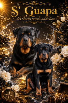 Étalon Rottweiler - S'guapa Des Blacks Pearls Addiction
