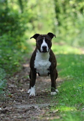 Étalon American Staffordshire Terrier - Ultra dark temptation De Rockstar Dog