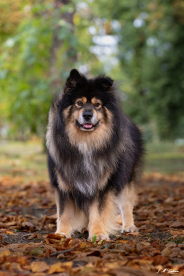 Étalon Chien finnois de Laponie - CH. Pimparela Pablo du Domaine du Chai de Majolan