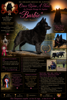 Étalon Schipperke - CH. Once Upon a Time du dragon rouge de jupiter