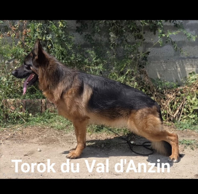 Étalon Berger Allemand - Torok val d anzin