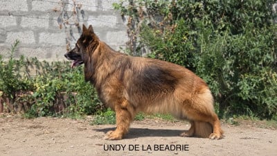 Étalon Berger Allemand - Undy De La Beadrie