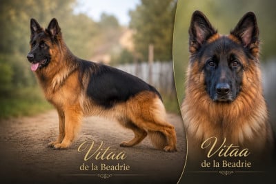 Étalon Berger Allemand - Vitaa De La Beadrie