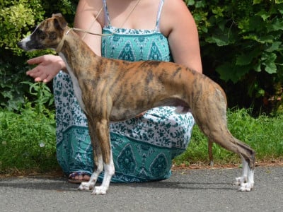 Étalon Whippet - Urican Du Haras Eclair Horside'whip}