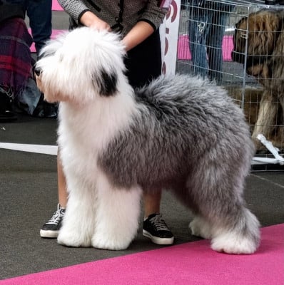 Étalon Bobtail - Shalimar sister tintti Du Clos De La Lizandière