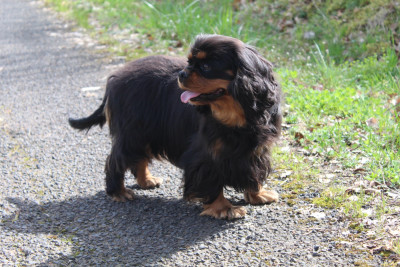 Étalon Cavalier King Charles Spaniel - Saphir Du Clos De Compostelle
