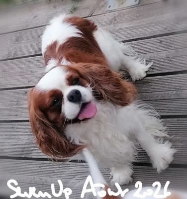 Étalon Cavalier King Charles Spaniel - Seven up des hauts de sianne