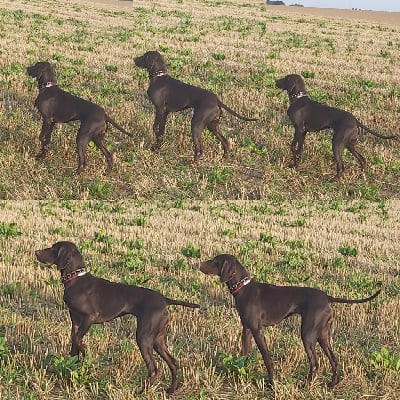 Étalon Braque allemand à poil court - CH. Loup Gris de la Cour Veck