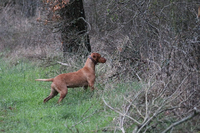 Étalon Braque hongrois à poil court (Vizsla) - Scarlett Des Clairières Brunes