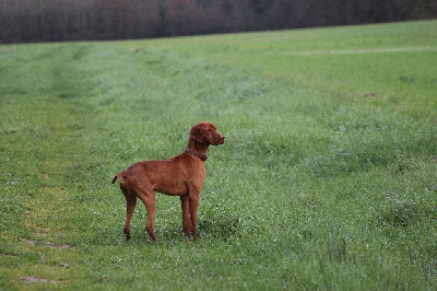 Étalon Braque hongrois à poil court (Vizsla) - Theliau (Sans Affixe)