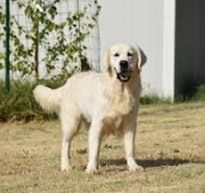 Étalon Golden Retriever - Mon chien right hunter