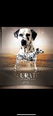 Étalon Dalmatien - Socrate du clos de sautre