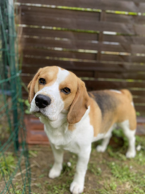 Étalon Beagle - Ricard des causses de puymerle