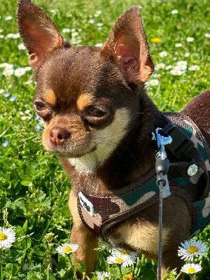 Étalon Chihuahua - Un petit coeur chocolat Du Domaine De La Saulzie