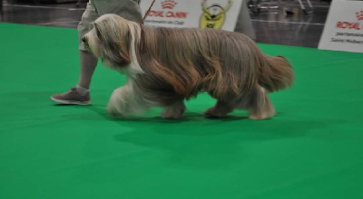 Étalon Bearded Collie - Phileas fogg Des Bergers des Mille et Une Nuit