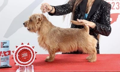 Étalon Norfolk Terrier - CH. allright Lorbass