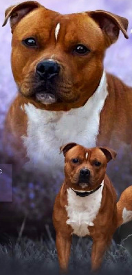 Étalon Staffordshire Bull Terrier - auricstaff Holliday