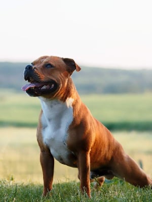 Étalon Staffordshire Bull Terrier - Sirius dit toby (Sans Affixe)