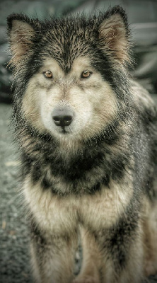 Étalon Alaskan Malamute - Taska (Sans Affixe)