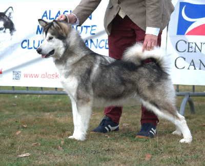 Étalon Alaskan Malamute - Trust in our dreams de laouen ki