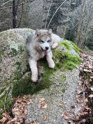 Étalon Alaskan Malamute - kurjak Ik varg