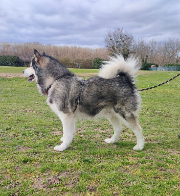 Étalon Alaskan Malamute - Otcho Des Monts Eternels