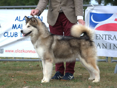 Étalon Alaskan Malamute - Ticket to the show de laouen ki