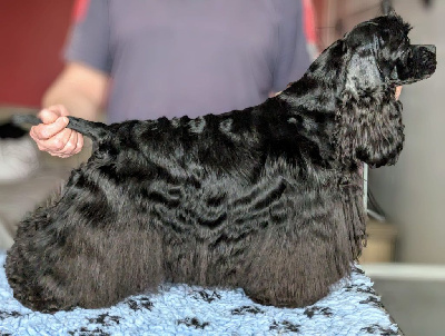 Étalon American Cocker Spaniel - Truly Mine Twist